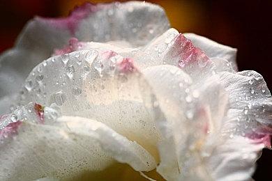 《孤岛惊魂6》PC版首个补丁 解决育碧Connect问题